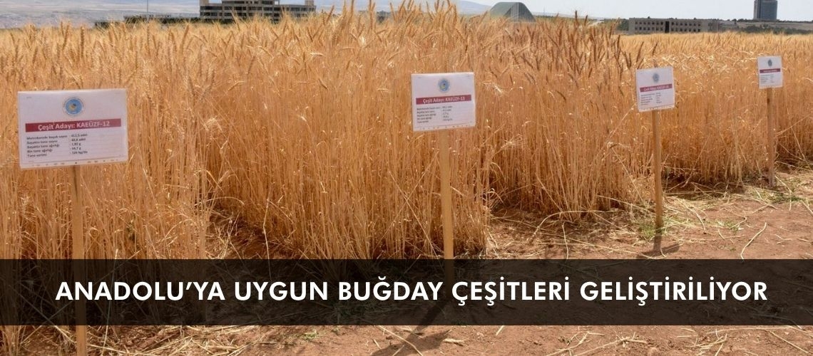 Anadolu’ya uygun buğday çeşitleri geliştiriliyor