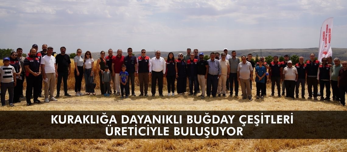 Kuraklığa dayanıklı buğday çeşitleri üreticiyle buluşuyor
