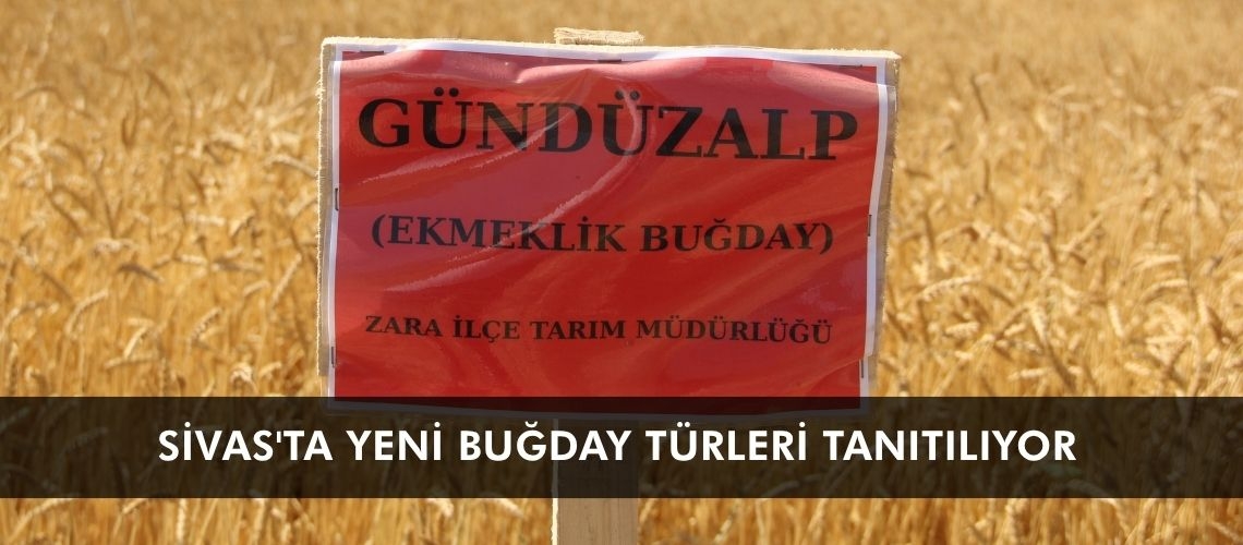 Sivas'ta yeni buğday türleri tanıtılıyor