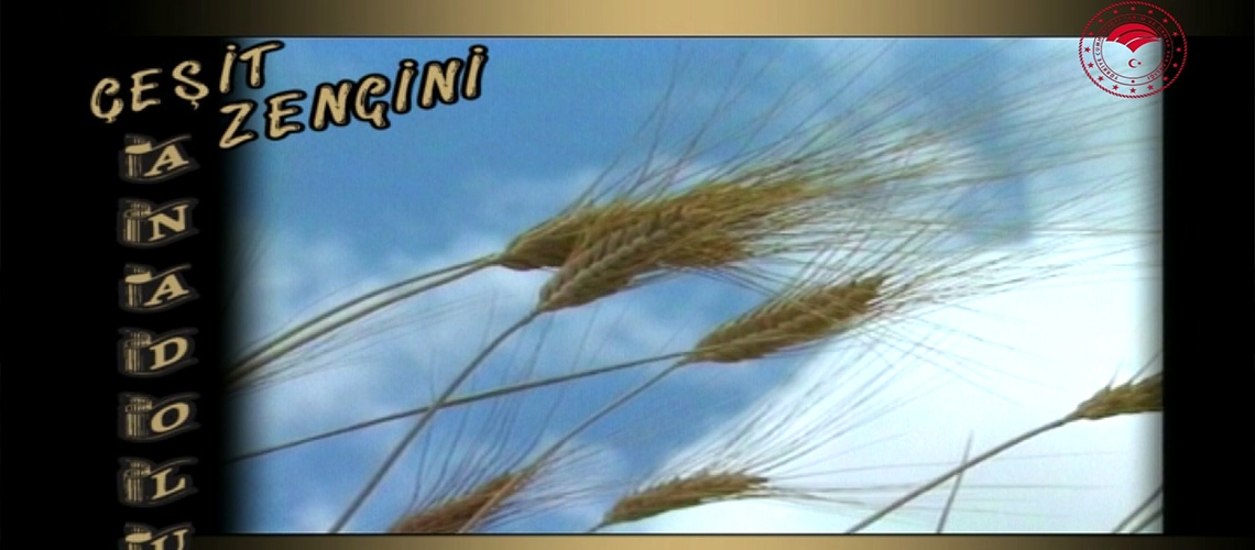 Çeşit Zengini: Buğday