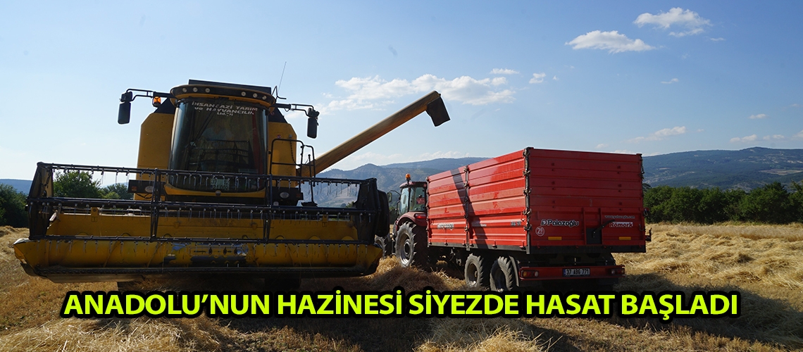 Anadolu’nun hazinesi siyezde hasat başladı