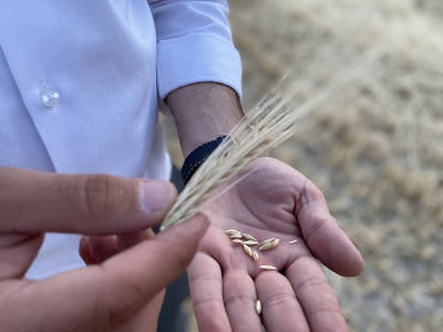 Islah edilen çeşitler rekolteyi arttırıyor