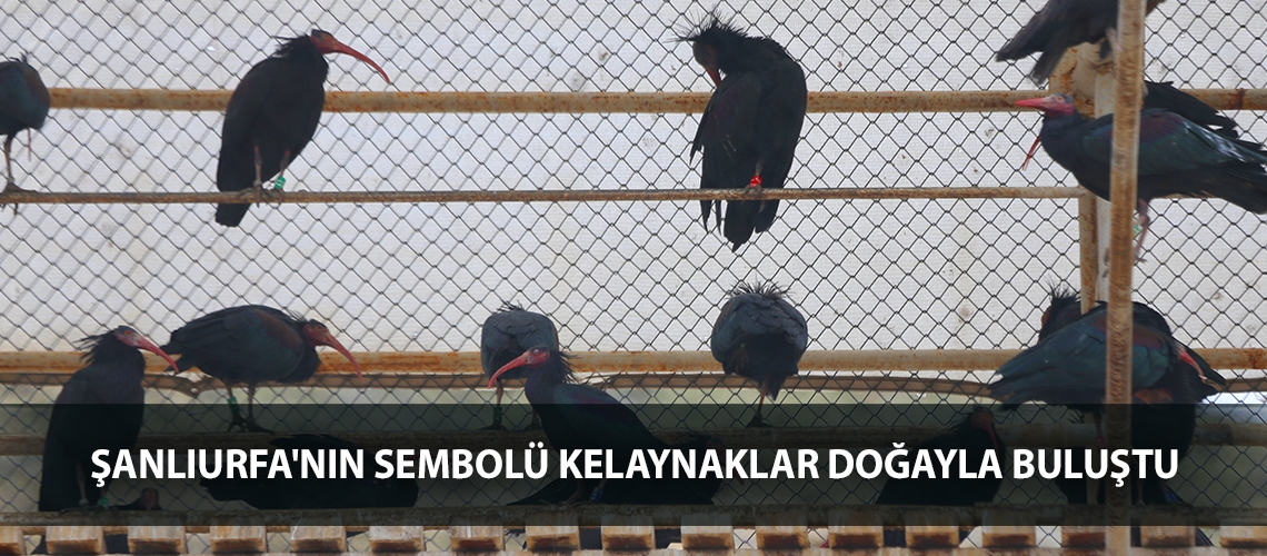 Şanlıurfa'nın sembolü kelaynaklar doğayla buluştu