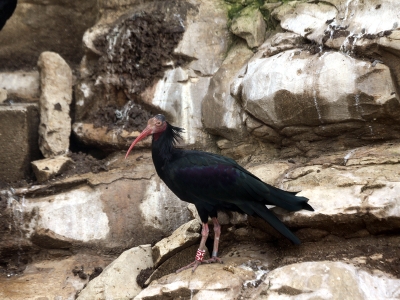Şanlıurfa'nın sembolü kelaynaklar doğayla buluştu