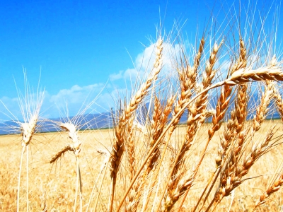 Tahıla dekar başına 17 lira destek