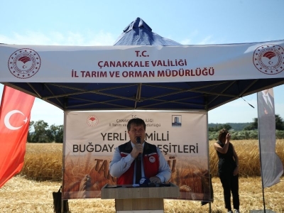 Yerli buğday ve arpa çeşitleri çiftçilere tanıtıldı