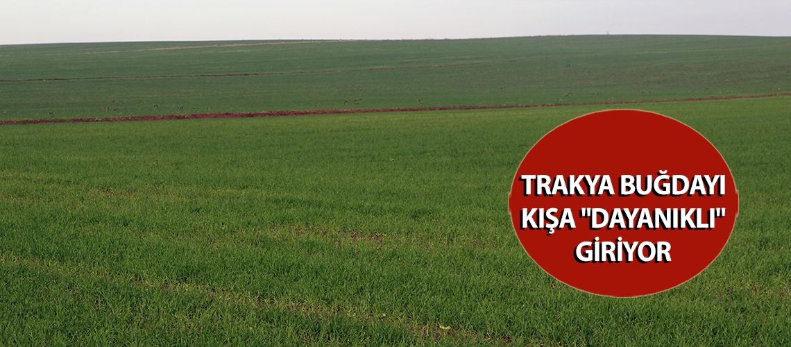 Trakya buğdayı kışa 
