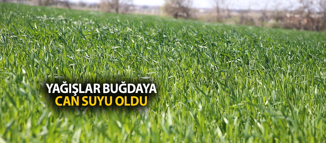 Yağışlar buğdaya can suyu oldu