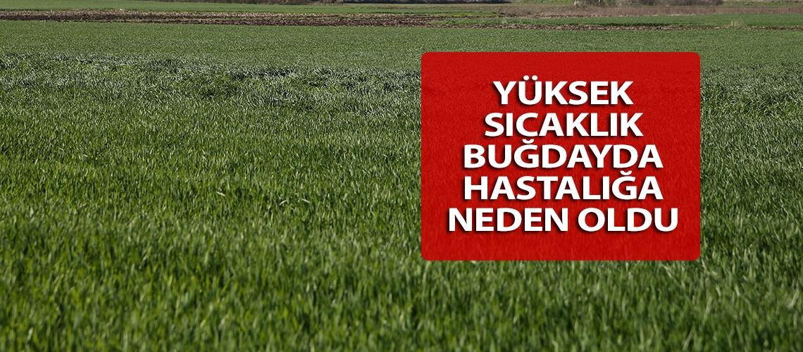 Yüksek sıcaklık buğdayda hastalığa neden oldu