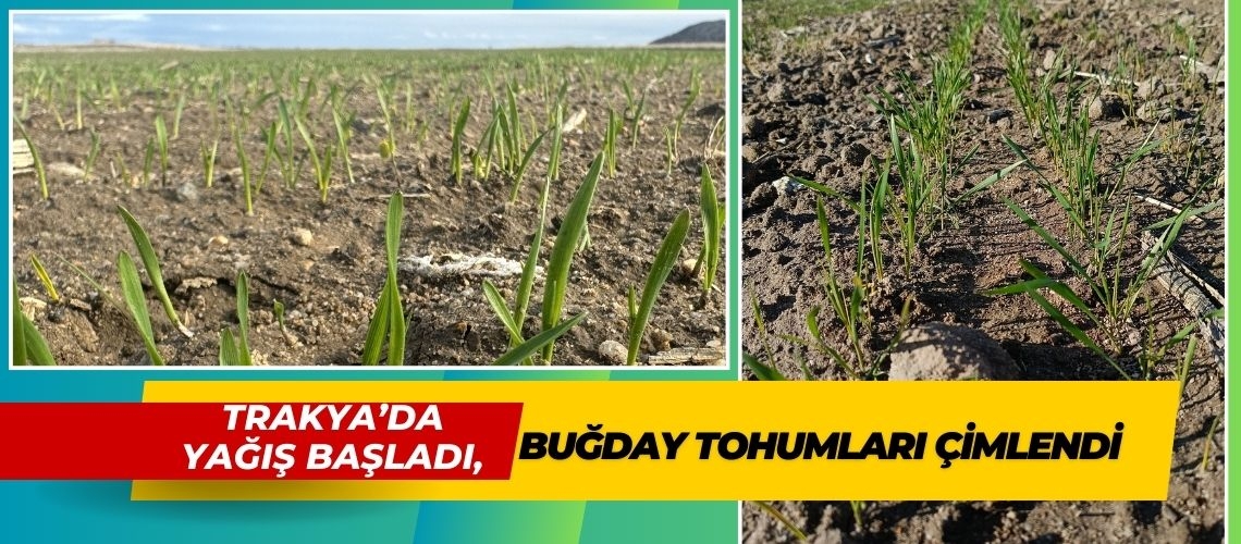 Trakya’da yağış başladı, buğday tohumları çimlendi