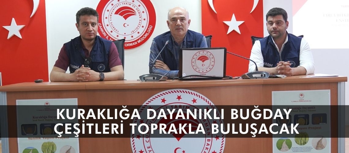 Kuraklığa dayanıklı buğday çeşitleri toprakla buluşacak