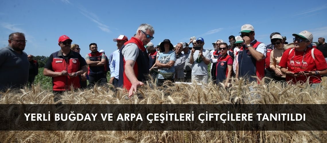 Yerli buğday ve arpa çeşitleri çiftçilere tanıtıldı