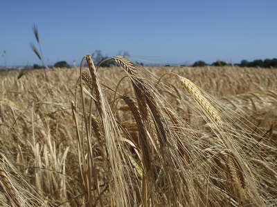 Buğday fiyatları çiftçinin beklentisini karşıladı
