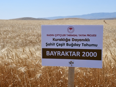 Çankırı’da kuraklığa dayanıklı buğday için hasat zamanı
