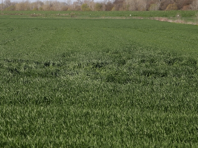 Yüksek sıcaklık buğdayda hastalığa neden oldu
