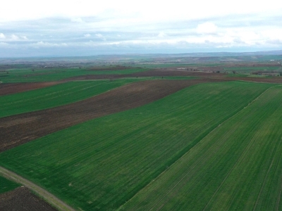 Edirne’de son yağışlar buğdaya can oldu
