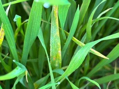 Manisa’da buğday üreticilerine ‘Septorya’ uyarısı