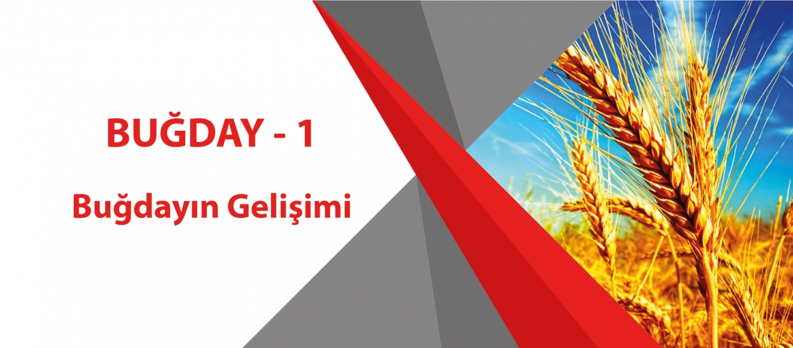 BUĞDAY - 1 (Buğdayın Gelişimi)