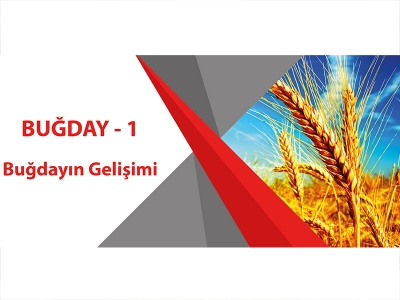 BUĞDAY - 1 (Buğdayın Gelişimi)