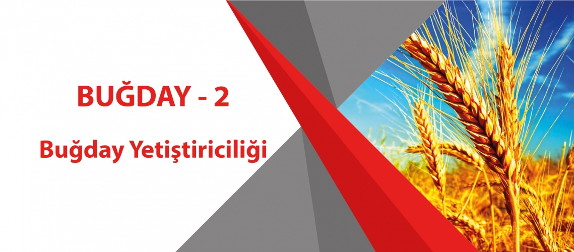 BUĞDAY - 2 (Buğday Yetiştiriciliği)