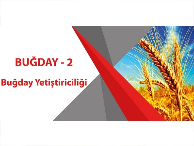 BUĞDAY - 2 (Buğday Yetiştiriciliği)