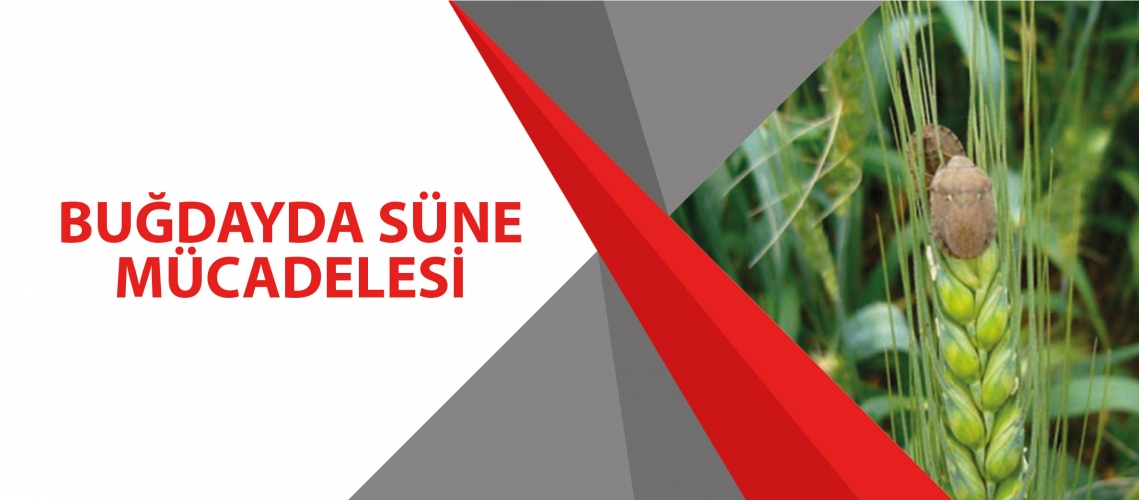 BUĞDAYDA SÜNE MÜCADELESİ