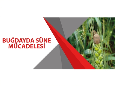 BUĞDAYDA SÜNE MÜCADELESİ
