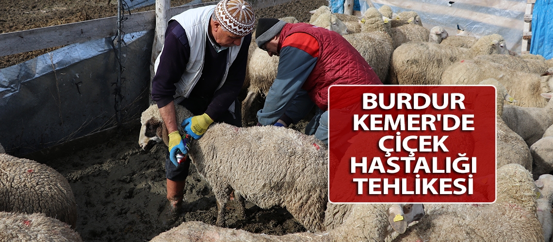 Burdur Kemer'de çiçek hastalığı tehlikesi