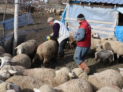 Burdur Kemer'de çiçek hastalığı tehlikesi