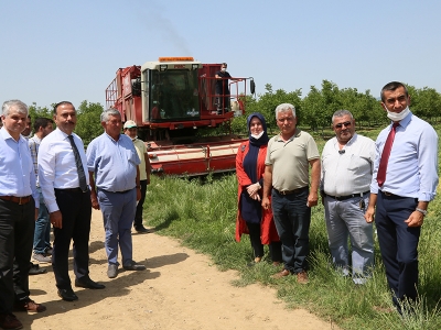 Bezelye merkezi Yenişehir’de hasat zamanı