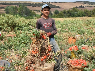 Salçalık domates rekoltesi Bursa’nın yüzünü güldürdü