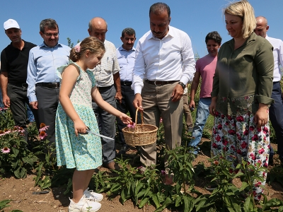 İlk ekinezyalar hasat edildi