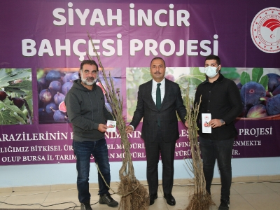 Fidan desteğiyle incir üretimi artıyor