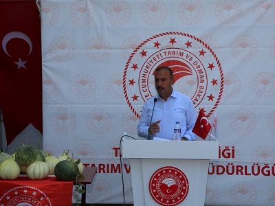 'Hırsız Almaz' hasadı şenlikle yapıldı