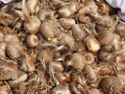 Bursa’da safran üretimi yaygınlaştırılıyor