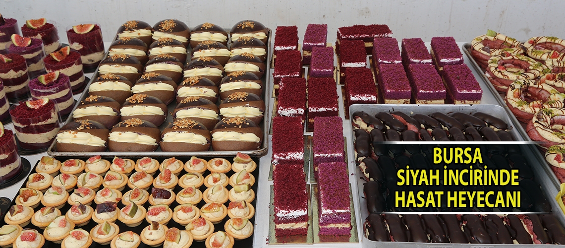 Bursa siyah incirinde hasat heyecanı