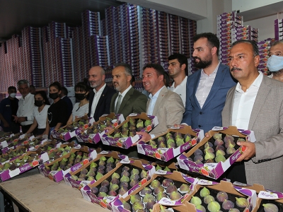 Bursa siyah incirinde hasat heyecanı