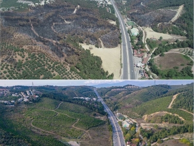 Yanan ormanlık alanlar yeniden yeşeriyor