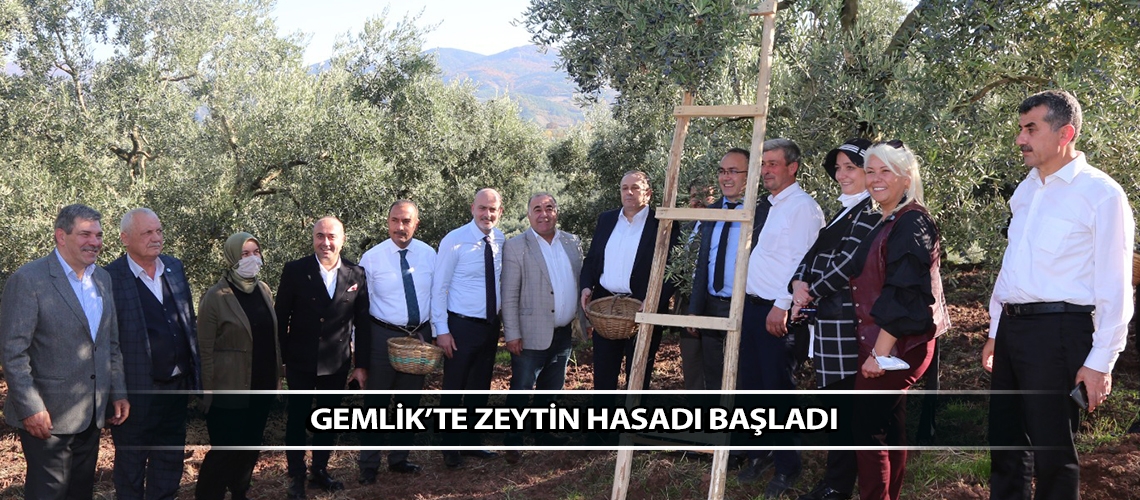 Gemlik’te zeytin hasadı başladı