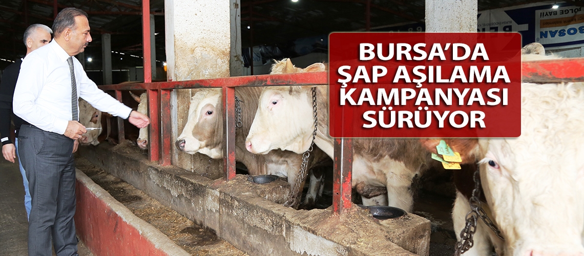 Bursa’da şap aşılama kampanyası sürüyor