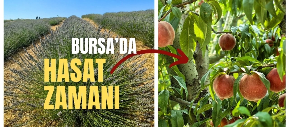 Bursa’da hasat zamanı