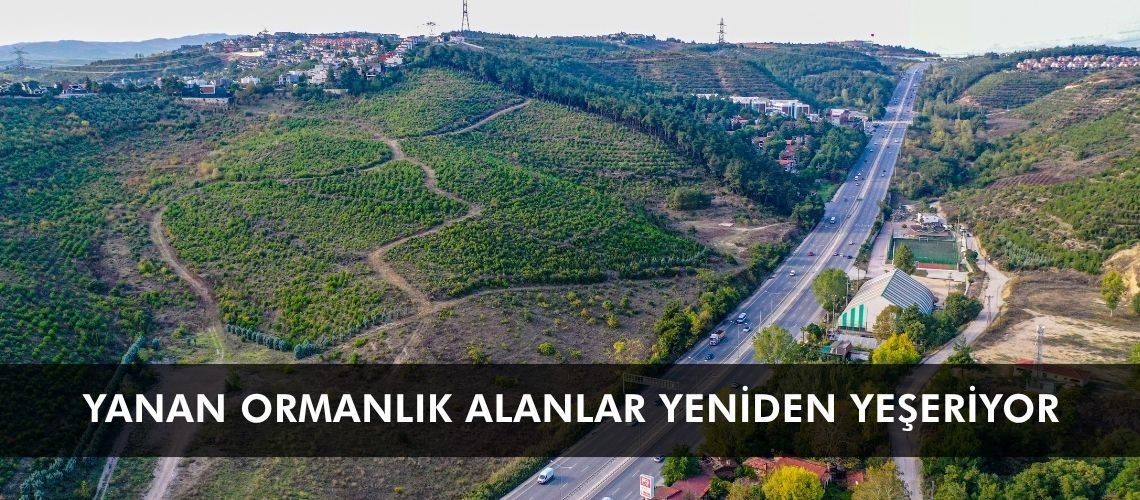 Yanan ormanlık alanlar yeniden yeşeriyor