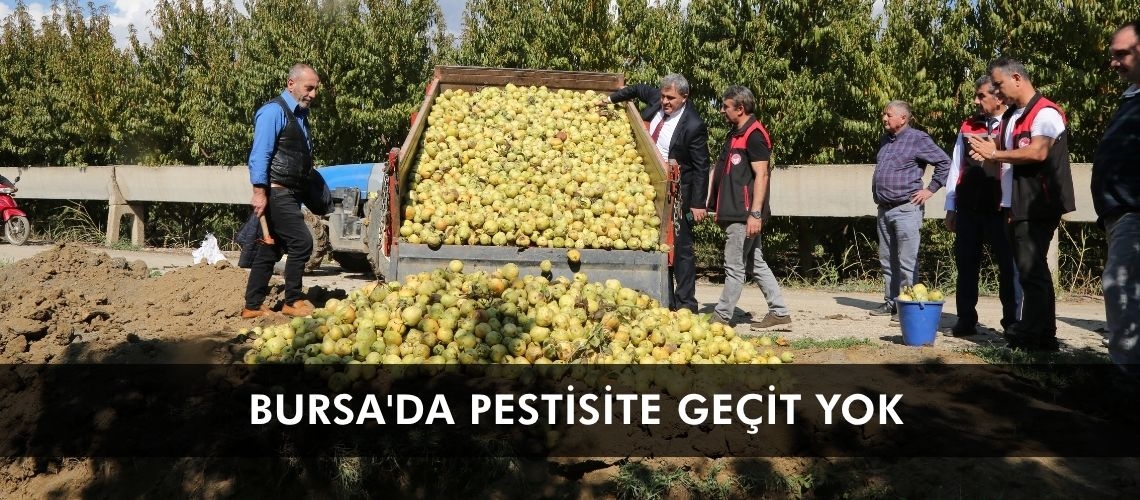Bursa'da pestisite geçit yok