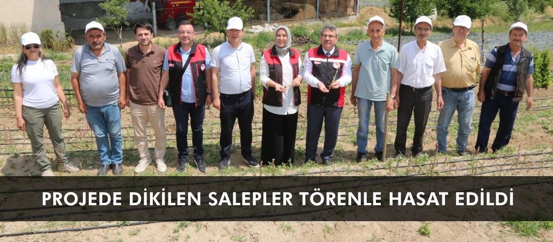 Projede dikilen salepler törenle hasat edildi