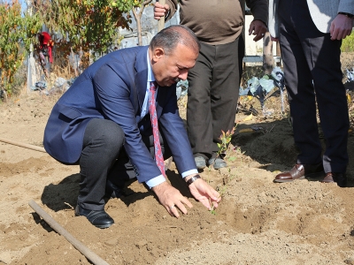 Bursa’nın yeni rengi “mavi yemiş”
