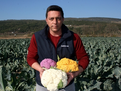 Renkli karnabaharda hasat başladı