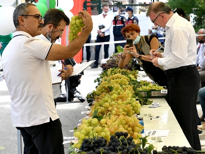 En güzel üzümler Bursa’da yarıştı