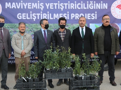 Bursa’da üreticilere fidan desteği