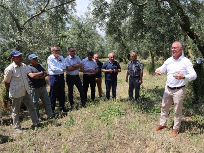 Zeytin üreticileri “Tarla Okulu”nda eğitimde