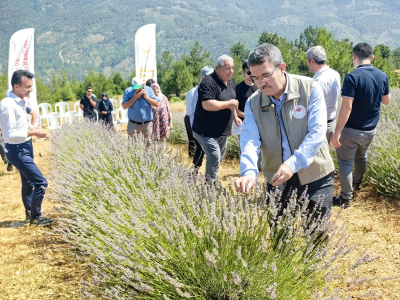 Bursa’da hasat zamanı